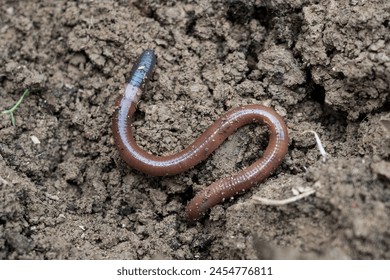 one earthworm  in wet soil