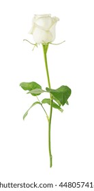 One Elegant White Rose On A Long Stem With Green Leaves Isolated On White Background, Side View