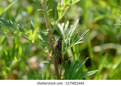 One of the european grasshoppers, probably Tetrix genus, sitting on on the stem of weed, probably Artemisia absinthium (grand wormwood, absinthe, absinthium)
