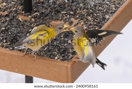 One evening grosbeak on the edge of the feeder leans forward towards the other.