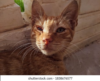 One Eye Blind Cat With Orange Fur