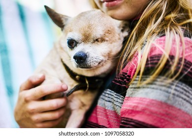 One Eye Dog Disabled On The Girl's Hand