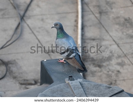 A One Eyed Pigeon Resting on a watertank on a rooftop of a rowhouse in the city of pune, india