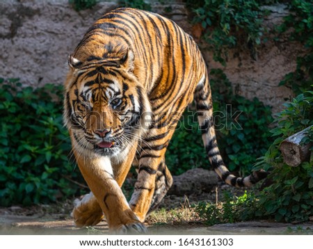 A one eyed sumatra tiger on prowl The tiger lost his sight from a wound which led to glaucoma