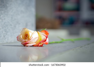 One Fading Rose On The Pedestal Of The Monument. Not Yet Forgotten. Memory.