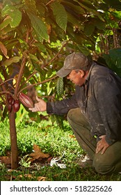 One Farmer Man With Cacao Tree In Latin America Plantation