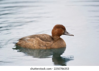One female Redhead duck with bright brown plumage swimming in the water of the lake in autumn.