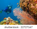 one female scuba diver viewing large orange-colored common gorgonian sea fan and variety of colorful coral of great barrier reef, australia