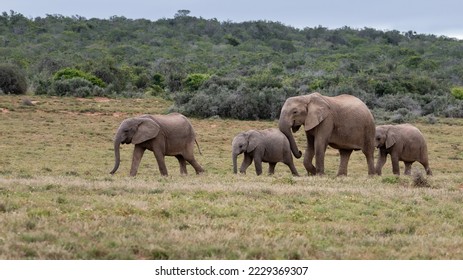 One female and three young elepnants walking in a row - Shutterstock ID 2229369307