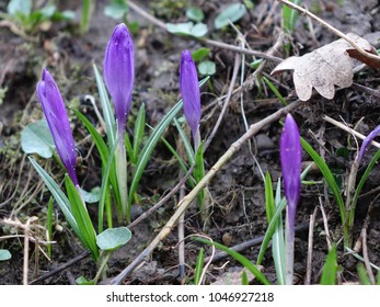 One of the first spring flowers saffron - Shutterstock ID 1046927218