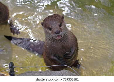 one Fish Otter