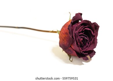 One flower dried dead flowers red rose. Wilted roses. Isolated on white background