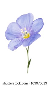 One Flower Of Flax On A White Background