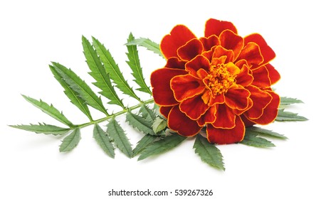 One flower marigold isolated on a white background.
