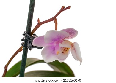 One flower of Schillerian orchid, close-up, isolated on white.