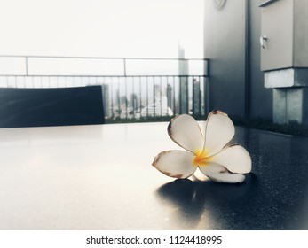 One flower and shadow