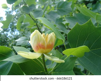 One flower of tulip tree Liriodendron on a branch. horizontal.