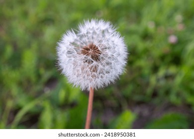 One fluffy dandelion on a green blurred background, side view. A large blowball on the bon for publication, poster, calendar, post, screensaver, wallpaper, postcard, cover. High quality photography
