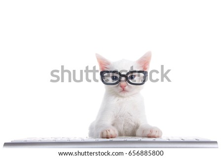One fluffy white kitten with beautiful blue eyes laying on a computer keyboard isolated on white background. Wearing black geeky glasses looking directly at viewer.