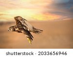 One flying falcon in the desert of United Arab Emirates in the sunset time