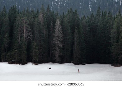 One in the forest