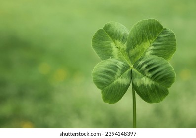 One four-leaf white clover with a blurred background of fresh spring grass. Four-leaf clover as a symbol of happiness and good luck. Green leaf with white lines on it. Light green blurred background. - Powered by Shutterstock