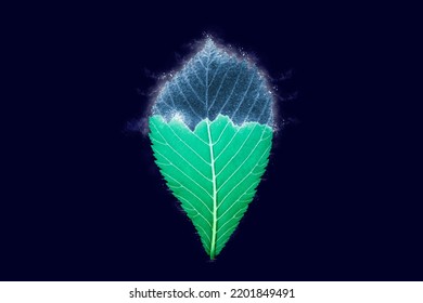 One Freezing Elm Tree Green Leaf On Dark Blue Background, Blue Ice Covered Effect On Leaf. Natural Frozen Single Leaf With Ice Crust Drizzle, Sudden Overnight Frosts Concept