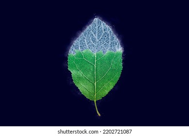 One Freezing Plum Tree Green Leaf On Dark Blue Background, Blue Ice Covered Effect On Leaf. Natural Frozen Single Prunus Domestica Leaf With Ice Crust Drizzle, Sudden Overnight Frosts Concept