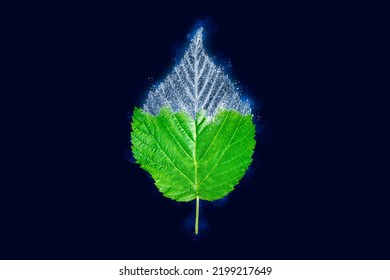 One Freezing Raspberry Tree Green Leaf On Dark Blue Background, Blue Ice Covered Effect On Leaf. Natural Frozen Single Blackberry Leaf With Ice Crust Drizzle, Sudden Overnight Frosts Concept