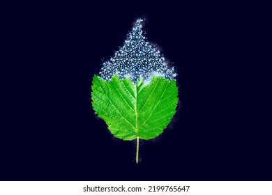 One Freezing Raspberry Tree Green Leaf On Dark Blue Background, Blue Ice Covered Effect On Leaf. Natural Frozen Single Blackberry Leaf With Ice Crust Drizzle, Sudden Overnight Frosts Concept