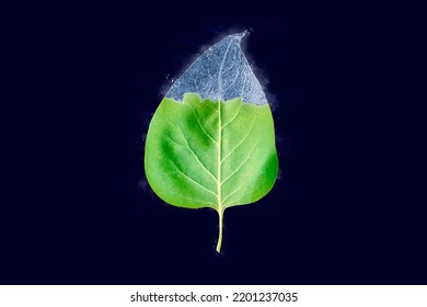 One Freezing Syringa Tree Green Leaf On Dark Blue Background, Blue Ice Covered Effect On Leaf. Natural Frozen Bluish Liliac Leaf With Ice Crust Drizzle, Sudden Overnight Frosts Concept