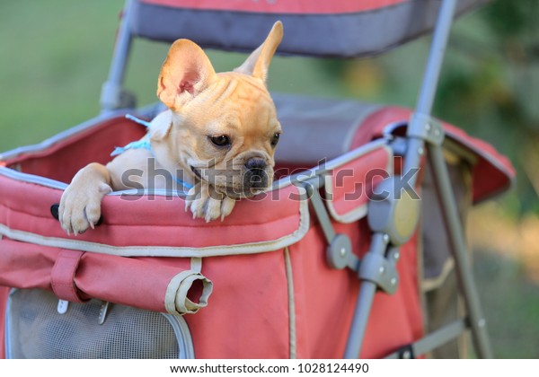 One french bulldog puppies in pink pet stroller at\
a park.