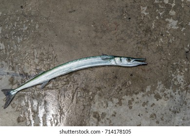 One Fresh Beloneneedlefish Fish On Floor Stock Photo 714178105 ...