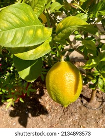 One Fresh Eureka Lemon On Lemon Tree.