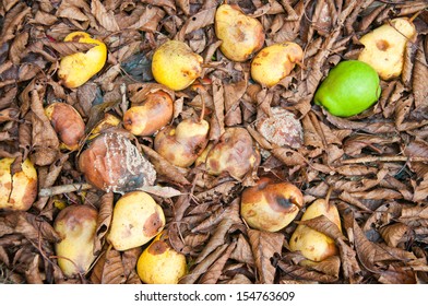one fresh green pear among many rotten pears in the autumnal foliage