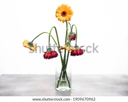 One fresh orange gerbera flower among the withered gerbera. The concept of true love.
