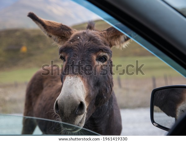 One funny donkey\
with big ears and a cute face looking curiously in the window of\
the car and begging a food.