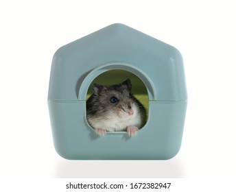 2,225 Hamster In The House On White Background Images, Stock Photos ...