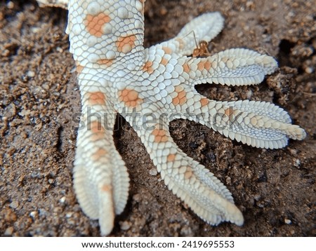 one gecko leg with a scale texture on the ground