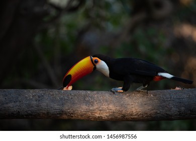 Imagenes Fotos De Stock Y Vectores Sobre Orange Bird Feeder