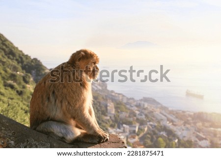 One Gibraltar magot is sitting on a hill and look towards the sea and town at sunset. Seascape. Gibraltar.