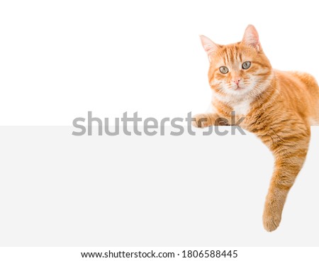 one ginger cat lies on the banner. isolated on white background
