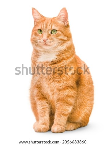 one ginger cat sitting on isolated white background