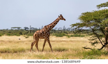 One giraffe walk through the savannah between the plants 