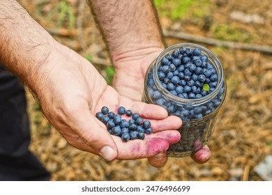 one glass jar with sweet forest delicious healthy black berries with vitamins blueberries in the hands of a man after picking stands on the ground near green leaves during the day - Powered by Shutterstock