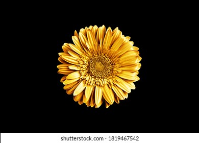 One Golden Gerbera Flower Black Background Isolated Closeup, Gold Metal Petals Gerber Flower, Shiny Yellow Metallic Leaves Daisy, Single Decorative Chamomile, Floral Vintage Decoration, Design Element