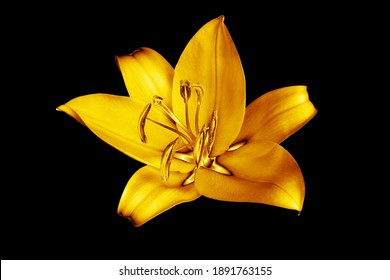 One Golden Lily Flower Black Background Isolated Close Up, Beautiful Single Gold Lilly On Dark, Shiny Yellow Metallic Floral Pattern, Decorative Design Element, Elegant Decoration, Luxury Illustration