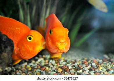 One goldfish is kissing another
