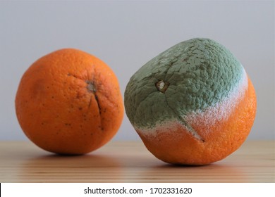 One Good And One Rotten Orange. Rotten Green Orange With Bad Smell.