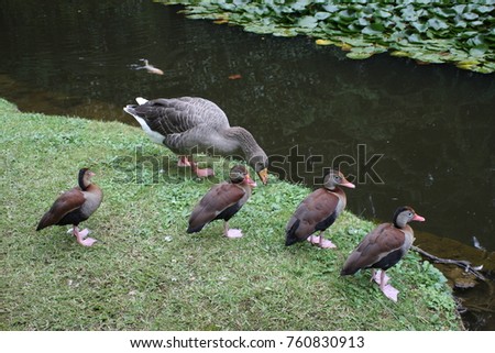 One goose, multiple ducks, group of birds